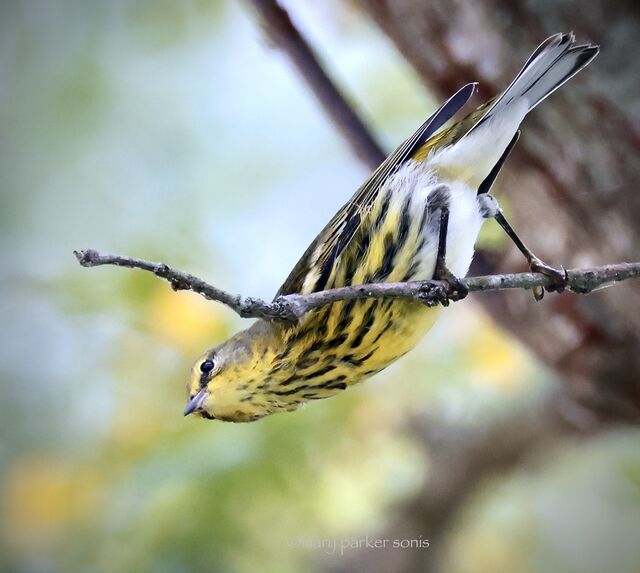Cape May Warbler