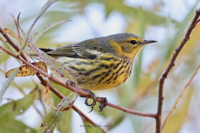 Cape May Warbler