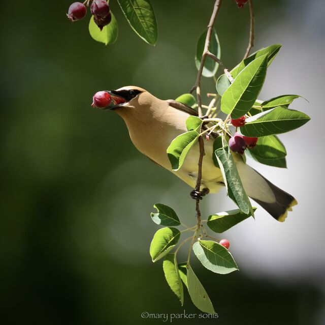 Cedar Waxwing