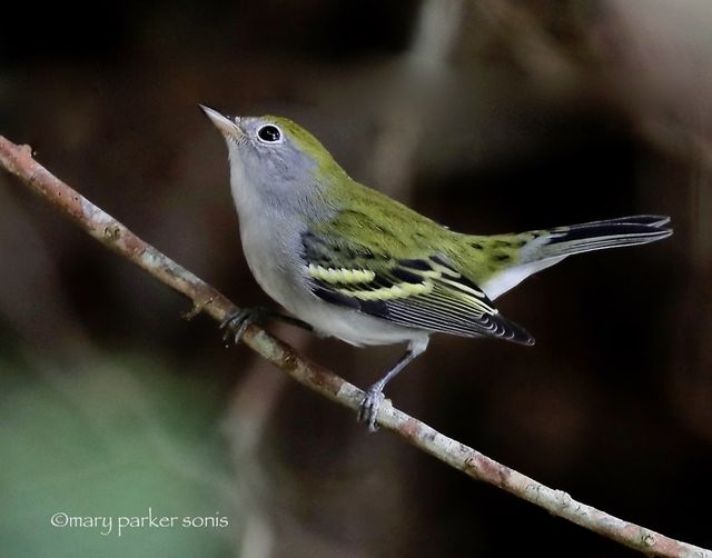 Chestnut-sided Warbler