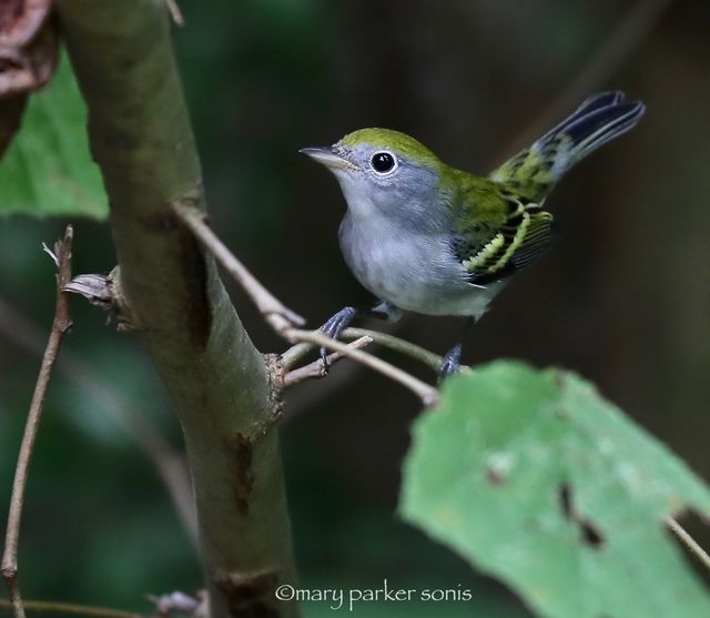Chestnut-sided Warbler