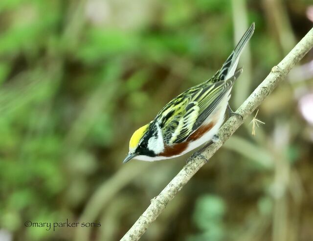 Chestnut-sided Warbler