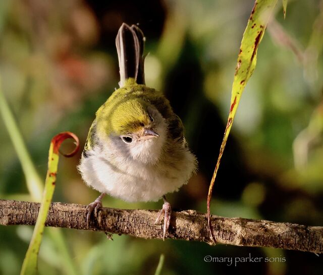 Chestnut-sided Warbler