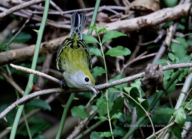 Chestnut-sided Warbler