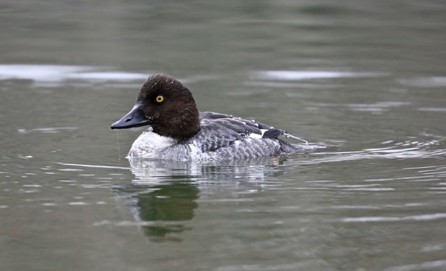 Common Goldeneye