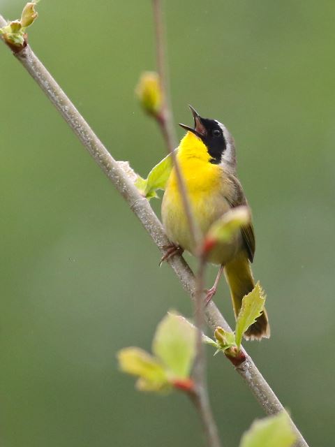 Common Yellowthroat