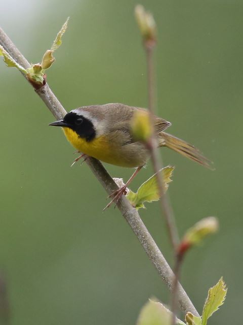 Common Yellowthroat