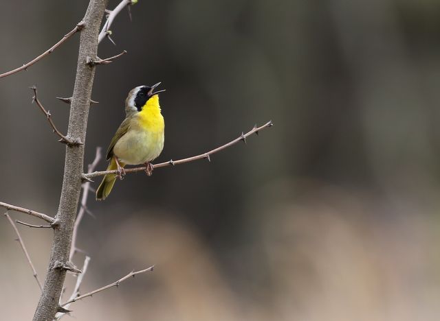 Common Yellowthroat