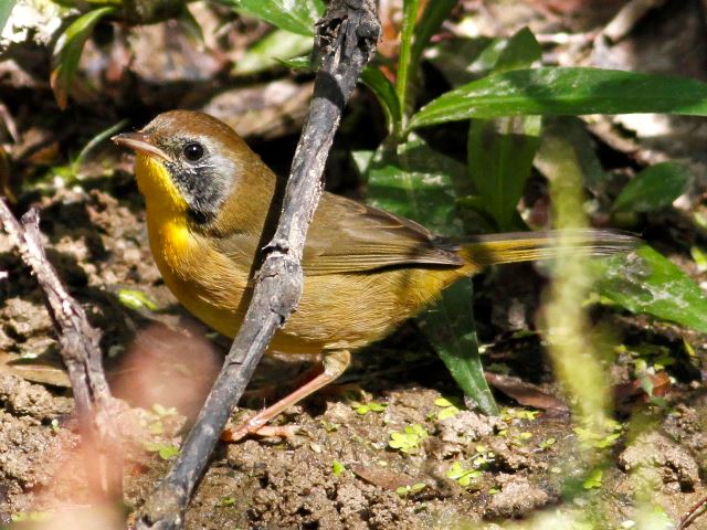 Common Yellowthroat