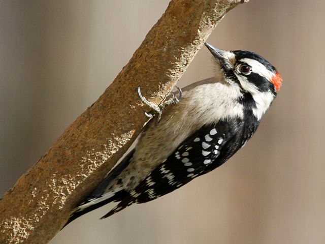 Downy Woodpecker