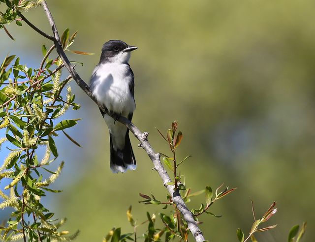 Eastern Kingbird