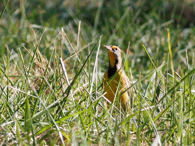 Eastern Meadowlarks
