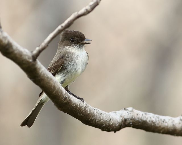 Eastern Phoebe