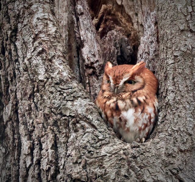 Eastern Screech-Owl