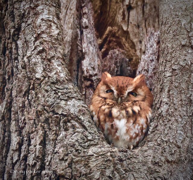 Eastern Screech-Owl