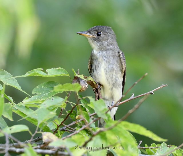 Eastern Wood-Pewee