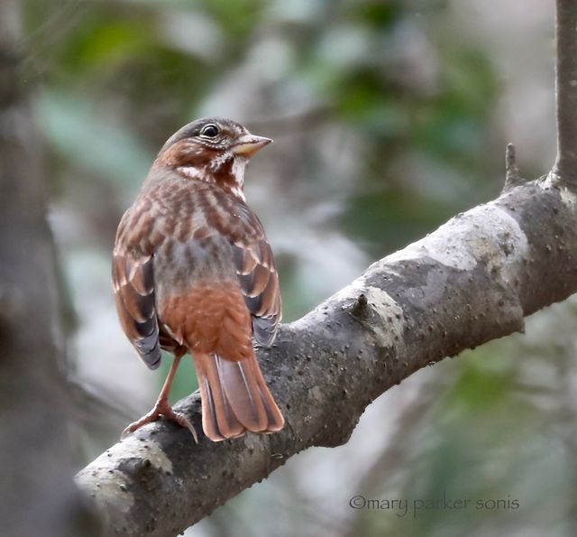 Fox Sparrow