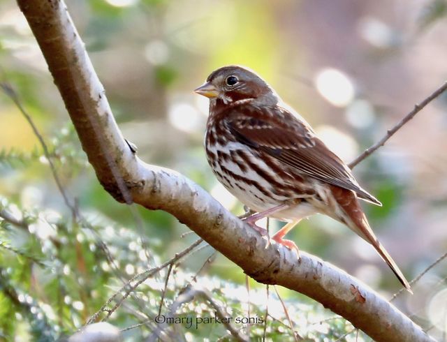 Fox Sparrow