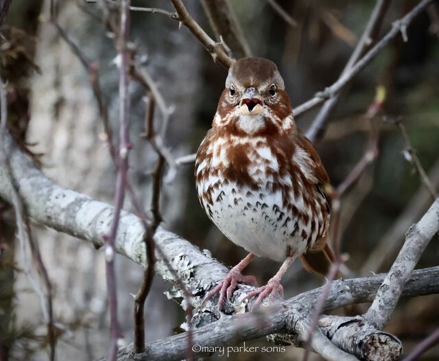 Fox Sparrow