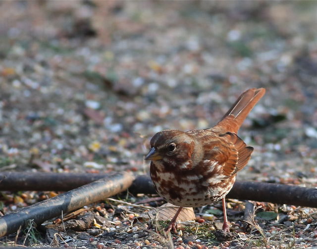 Fox Sparrow
