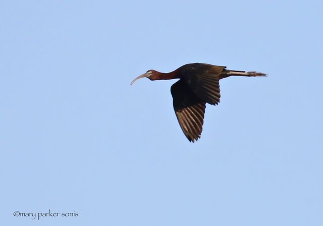 Glossy Ibis