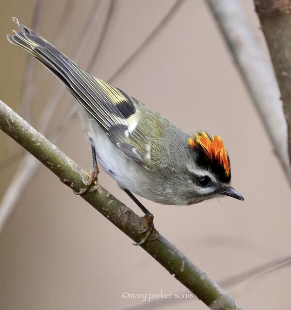 Golden-crowned Kinglet
