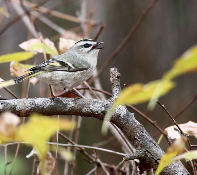 Golden-crowned Kinglet