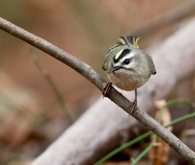 Golden-crowned Kinglet