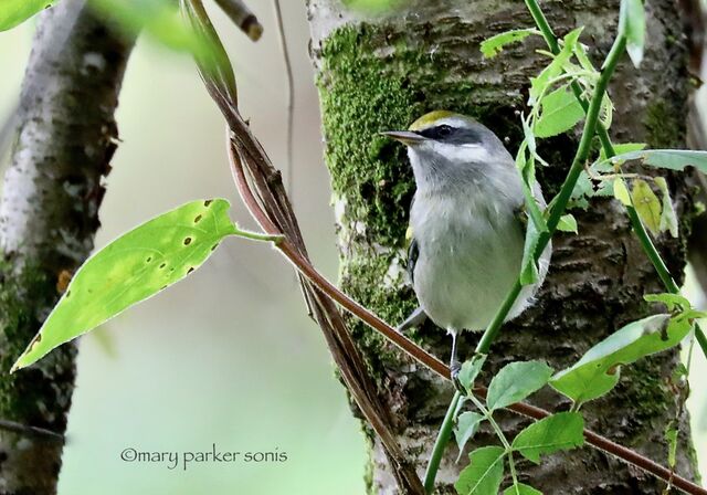 Golden-winged Warbler