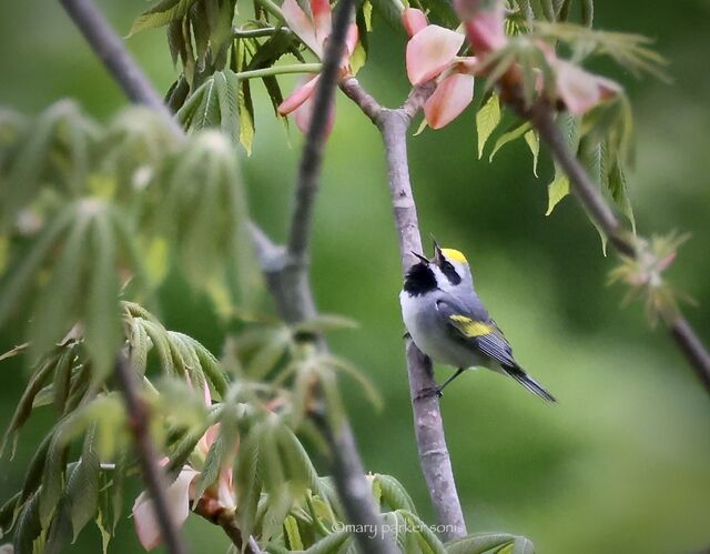 Golden-winged Warbler