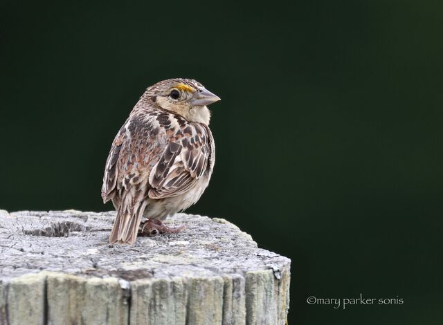 Grasshopper Sparrow