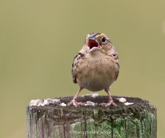 Grasshopper Sparrow