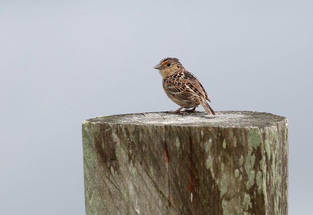 Grasshopper Sparrow