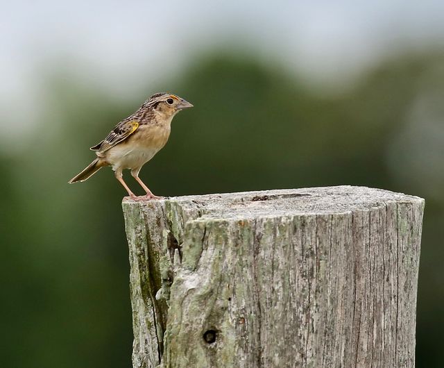 Grasshopper Sparrow