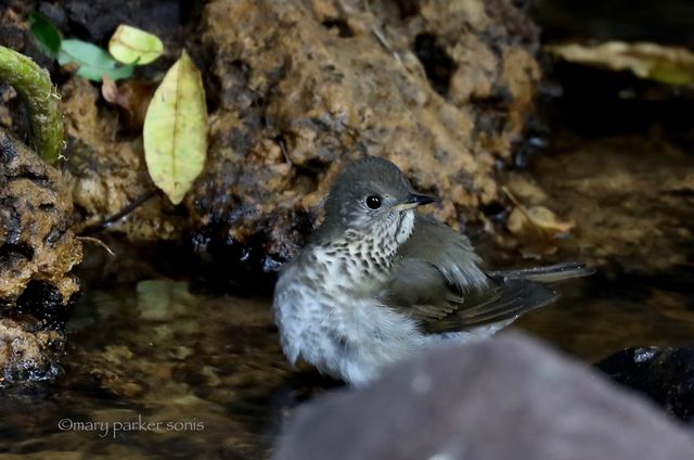 Gray-cheeked Thrush