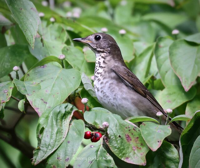 Gray-cheeked Thrush