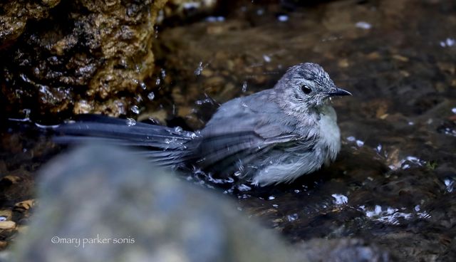 Gray Catbird