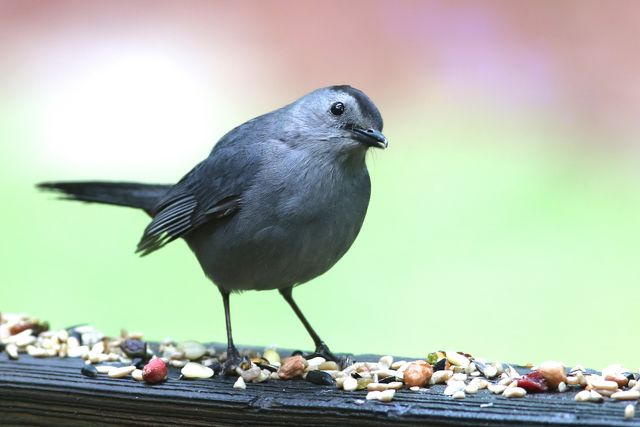 carolina bird club photo gallery carolina bird club photo gallery