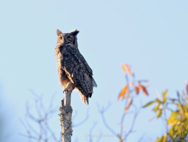 Great Horned Owl