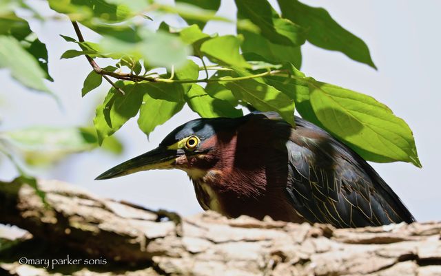 Green Heron