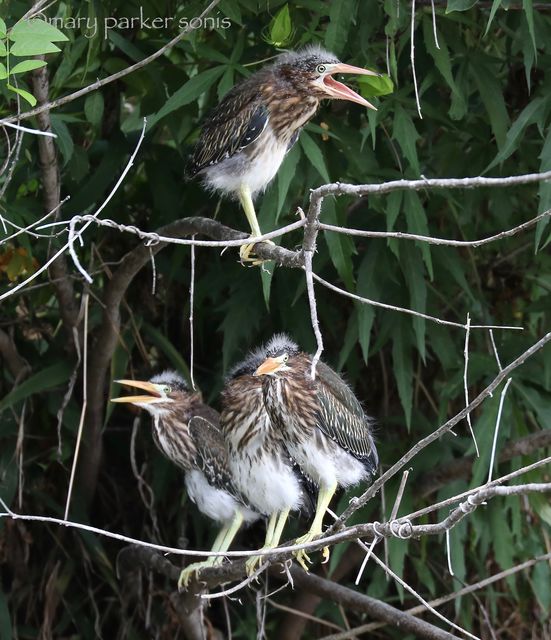 Green Heron