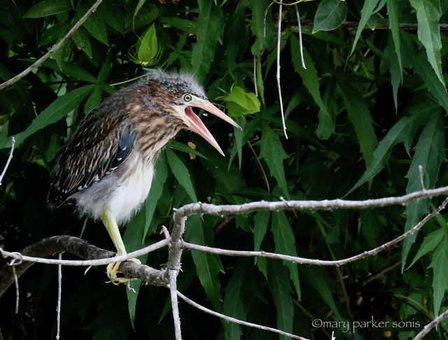 Green Heron