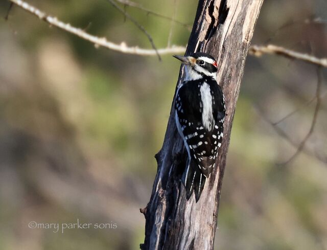 Hairy Woodpecker