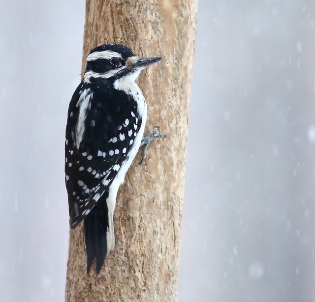 Hairy Woodpecker