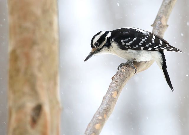 Hairy Woodpecker