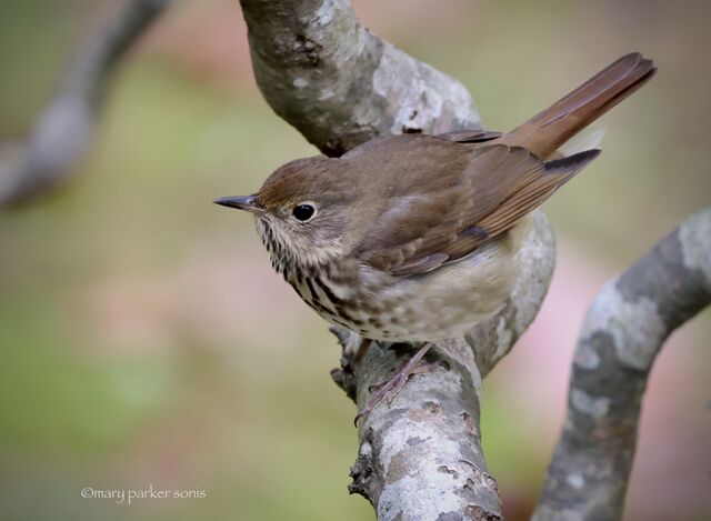 Hermit Thrush