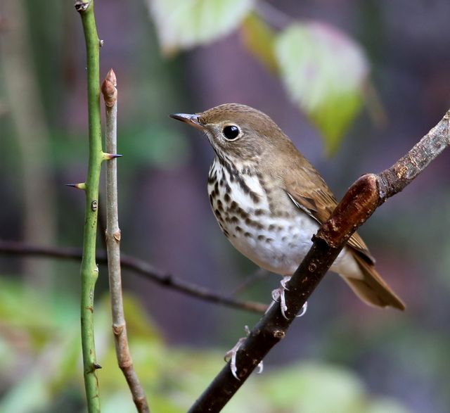Hermit Thrush