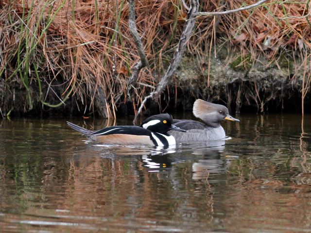 Hooded Mergansers