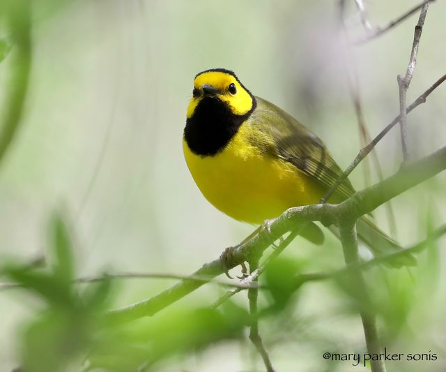 Hooded Warbler