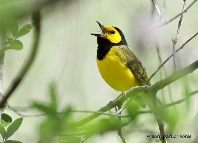 Hooded Warbler